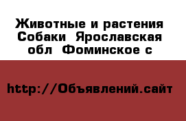 Животные и растения Собаки. Ярославская обл.,Фоминское с.